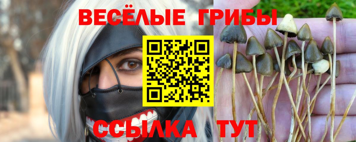 Псилоцибиновые грибы Psilocybe Дзержинский
